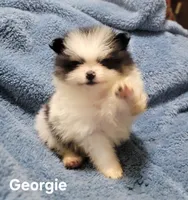 Georgie, a male Pomeranian for sale in Tekamah, NE – Photo 1 of 4