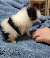 Georgie, a male Pomeranian for sale in Tekamah, NE – Photo 3 of 4