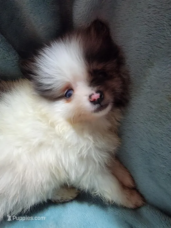 Trixie – Pomeranian puppy for sale in Tekamah, NE