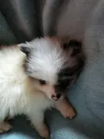 Trixie, a female Pomeranian for sale in Tekamah, NE – Photo 2 of 6