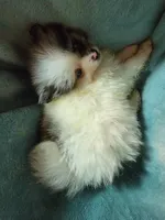 Trixie, a female Pomeranian for sale in Tekamah, NE – Photo 5 of 6