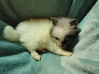 Trixie, a female Pomeranian for sale in Tekamah, NE – Photo 4 of 6