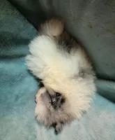 Trixie, a female Pomeranian for sale in Tekamah, NE – Photo 6 of 6