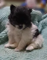 Faith, a female Pomeranian for sale in Tekamah, NE – Photo 1 of 6