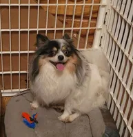 Faith, a female Pomeranian for sale in Tekamah, NE – Photo 4 of 6