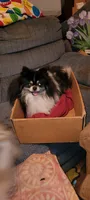 Faith, a female Pomeranian for sale in Tekamah, NE – Photo 6 of 6