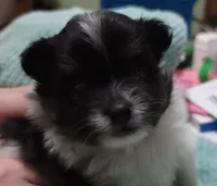 Faith, a female Pomeranian for sale in Tekamah, NE – Photo 3 of 6