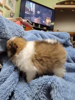 Mandy, a female Pomeranian for sale in Tekamah, NE – Photo 6 of 6