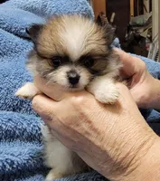 Mandy, a female Pomeranian for sale in Tekamah, NE – Photo 3 of 6