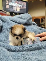 Mandy, a female Pomeranian for sale in Tekamah, NE – Photo 5 of 6