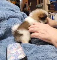 Mandy, a female Pomeranian for sale in Tekamah, NE – Photo 2 of 6