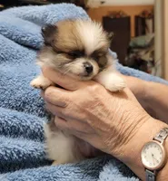 Mandy, a female Pomeranian for sale in Tekamah, NE – Photo 1 of 6