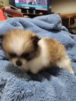 Mandy, a female Pomeranian for sale in Tekamah, NE – Photo 4 of 6