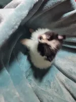 Pixie, a female Pomeranian for sale in Tekamah, NE – Photo 3 of 3