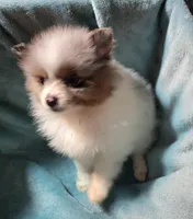 Tuffy, a male Pomeranian for sale in Tekamah, NE – Photo 1 of 5