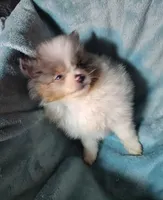 Tuffy, a male Pomeranian for sale in Tekamah, NE – Photo 3 of 5