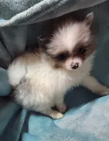 Tuffy, a male Pomeranian for sale in Tekamah, NE – Photo 2 of 5