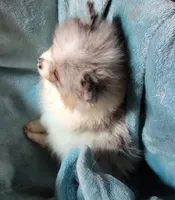 Tuffy, a male Pomeranian for sale in Tekamah, NE – Photo 5 of 5