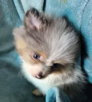 Tuffy, a male Pomeranian for sale in Tekamah, NE – Photo 4 of 5