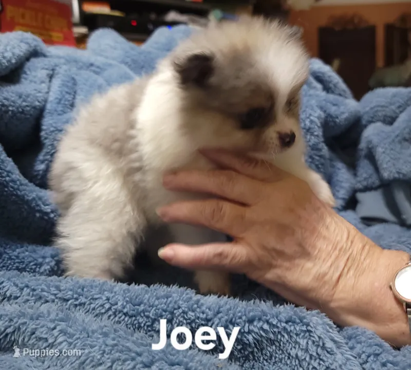 Joey