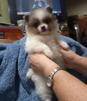 Joey, a male Pomeranian for sale in Tekamah, NE – Photo 4 of 5