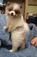 Joey, a male Pomeranian for sale in Tekamah, NE – Photo 2 of 5