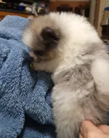 Joey, a male Pomeranian for sale in Tekamah, NE – Photo 5 of 5