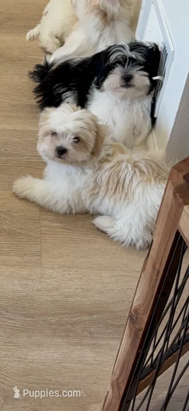 Coco – Shiranian puppy for sale in Garland, TX