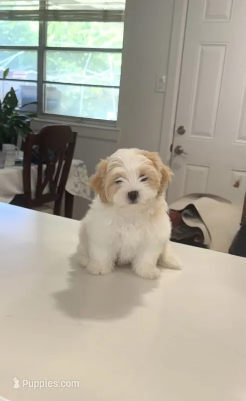 Teddy – Shiranian puppy for sale in Garland, TX