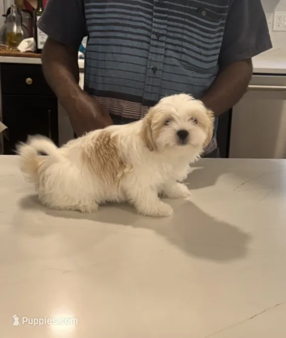 Coco – Shiranian puppy for sale in Garland, TX