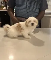 Coco, a male Shiranian for sale in Garland, TX – 1 of 1
