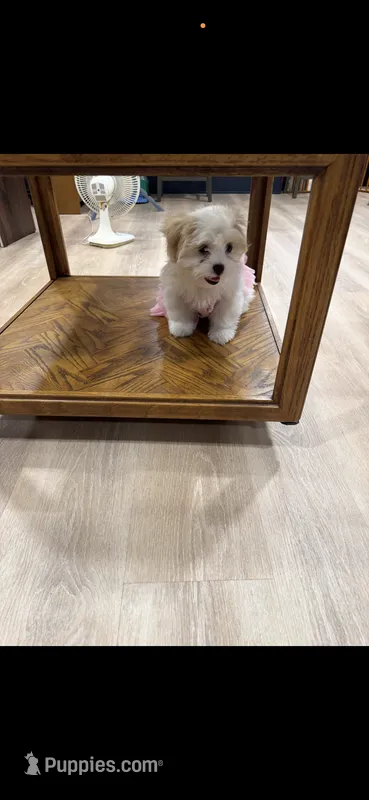 Princess – Shiranian puppy for sale in Garland, TX