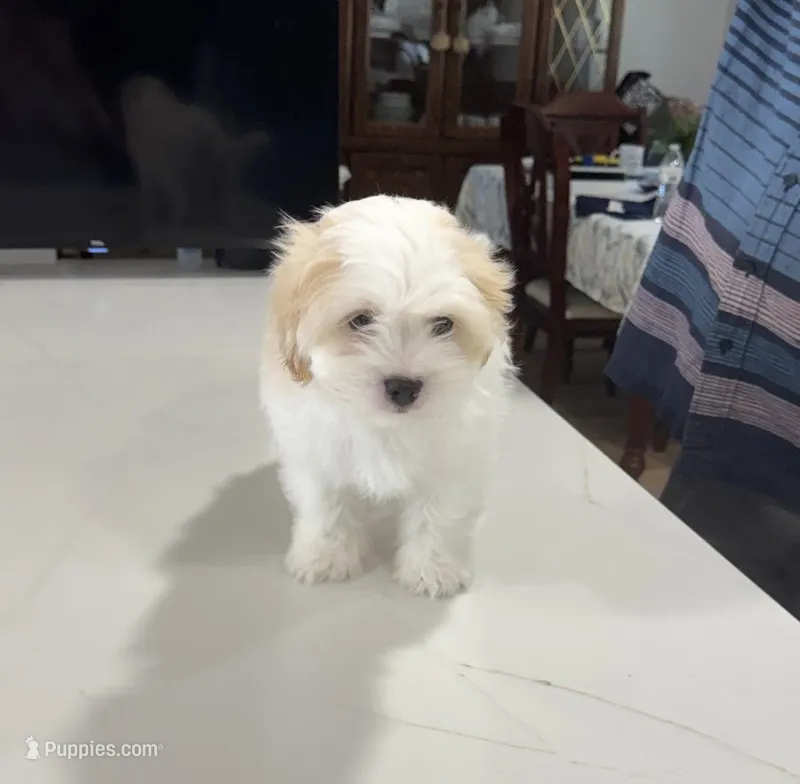 Shorty – Shiranian puppy for sale in Garland, TX