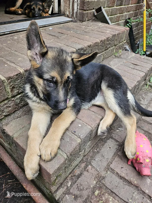Pink Girl – German Shepherd Dog puppy for sale in Chesapeake, VA