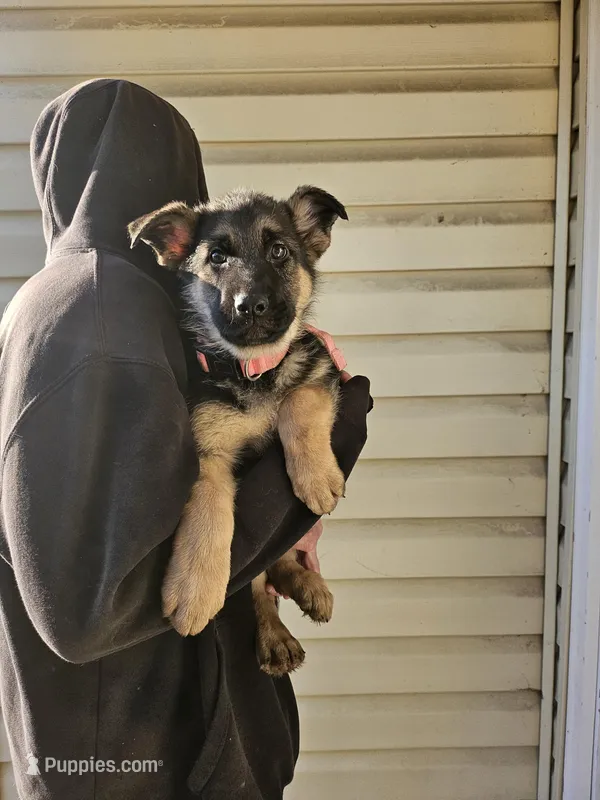 Pink Girl – German Shepherd Dog puppy for sale in Chesapeake, VA