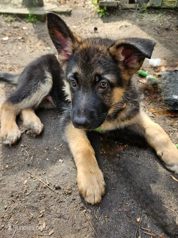 Orange boy – German Shepherd Dog puppy for sale in Chesapeake, VA