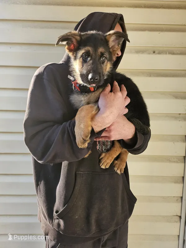 Red boy – German Shepherd Dog puppy for sale in Chesapeake, VA
