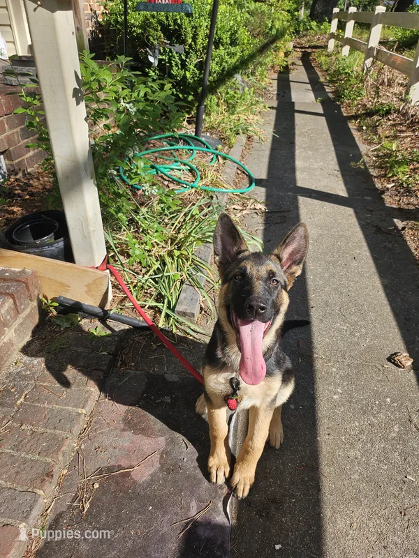 Pink Girl – German Shepherd Dog puppy for sale in Chesapeake, VA