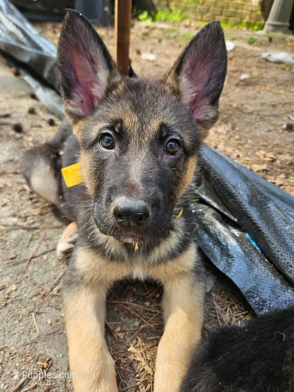 Yellow girl – German Shepherd Dog puppy for sale in Chesapeake, VA