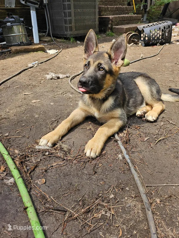 Yellow girl – German Shepherd Dog puppy for sale in Chesapeake, VA