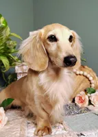 AKC Atlas, a male Miniature Dachshund for sale in Thomaston, GA – Photo 9 of 10