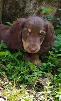 AKC Atlas, a male Miniature Dachshund for sale in Thomaston, GA – Photo 3 of 10