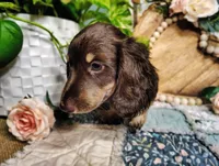 AKC Atlas, a male Miniature Dachshund for sale in Thomaston, GA – Photo 4 of 10