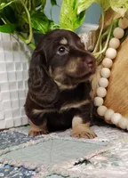 AKC Atlas, a male Miniature Dachshund for sale in Thomaston, GA – Photo 5 of 10