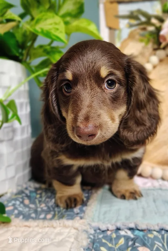 AKC Atlas – Miniature Dachshund puppy for sale in Thomaston, GA