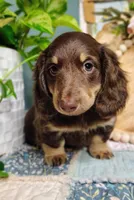 AKC Atlas, a male Miniature Dachshund for sale in Thomaston, GA – Photo 1 of 10
