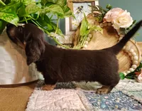 AKC Atlas, a male Miniature Dachshund for sale in Thomaston, GA – Photo 6 of 10