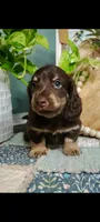 AKC Atlas, a male Miniature Dachshund for sale in Thomaston, GA – Photo 2 of 10