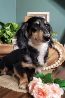 AKC Atlas, a male Miniature Dachshund for sale in Thomaston, GA – Photo 10 of 10