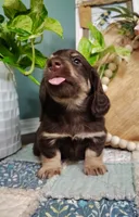 AKC Atlas, a male Miniature Dachshund for sale in Thomaston, GA – Photo 7 of 10